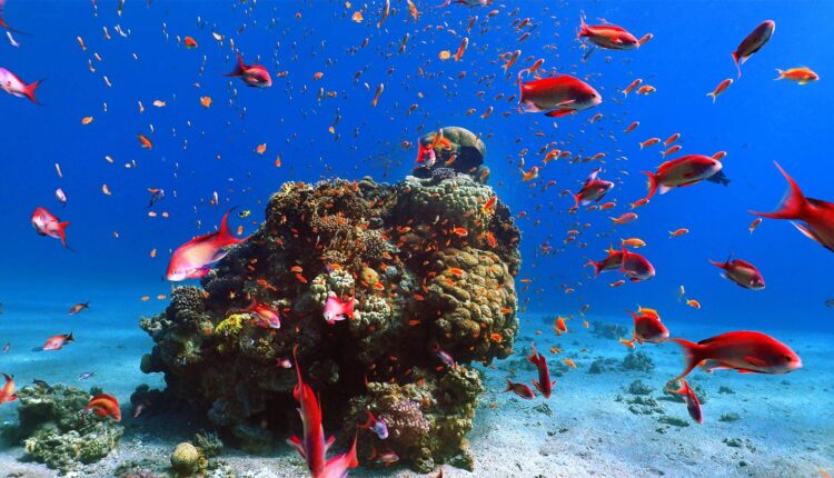 الغوص والغطس في مدينة دهب