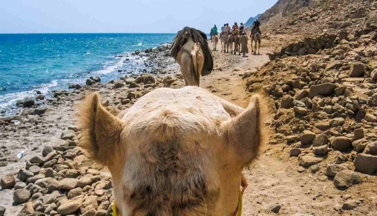 ركوب الجمال في محمية أبو جالوم