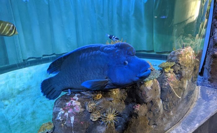 حوض الأسماك في حديقة الحيوان الوطنية والأكواريوم، أستراليا