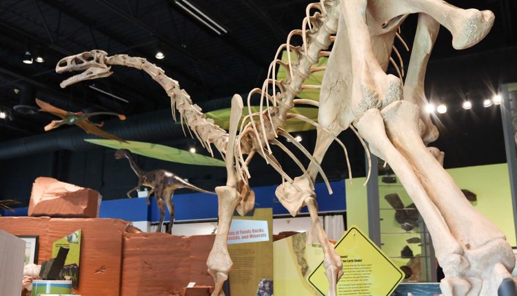 مشاهدة حفريات الديناصورات في خليج فندي