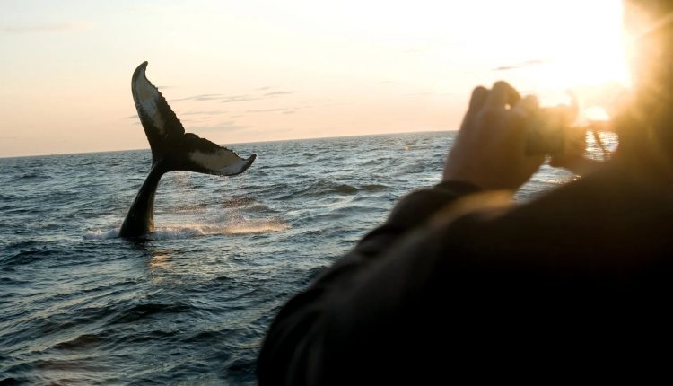 مشاهدة الحيتان في خليج فندي