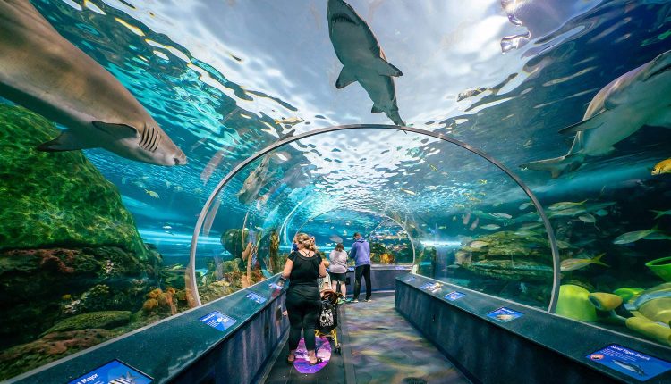 ممر حوض أسماك ريبلي