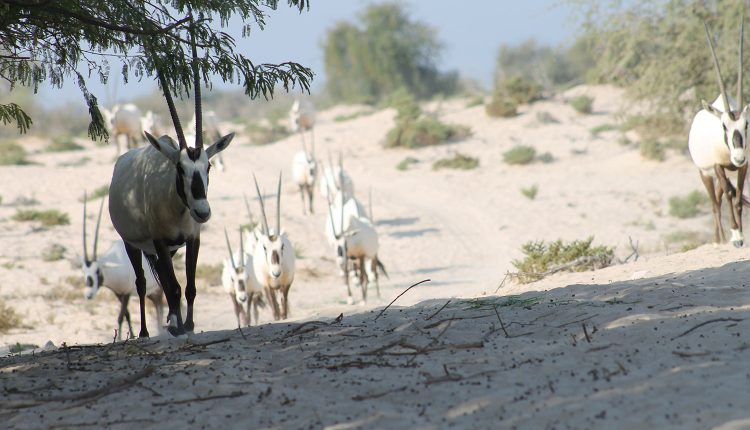 حيوانات منتزه ومحمية العرين للحياة البرية
