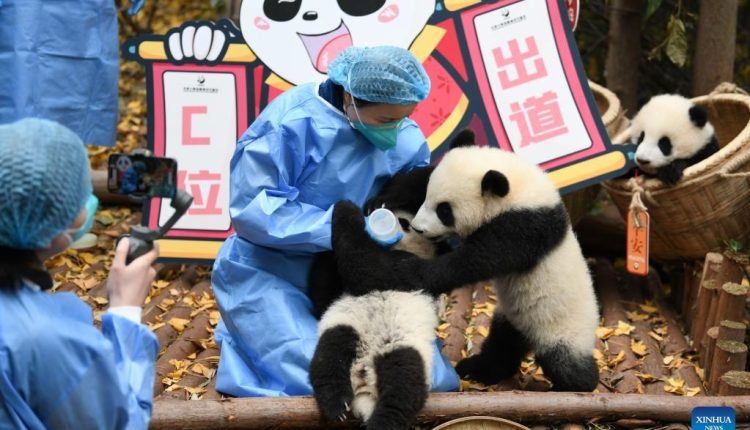 العناية بالباندا في قاعدة تشنغدو لأبحاث تربية الباندا العملاقة